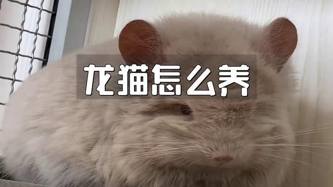 龍貓寵物醫院提供在線咨詢服務，北京龍貓寵物醫院在線咨詢
