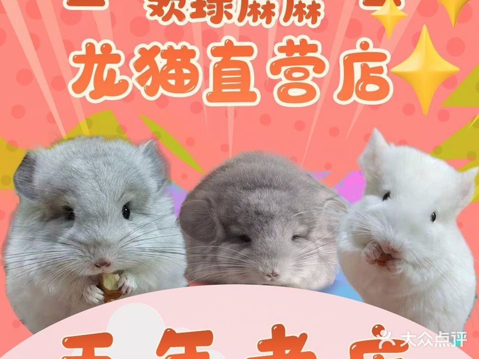 龍貓寵物醫院提供在線咨詢服務，北京龍貓寵物醫院在線咨詢