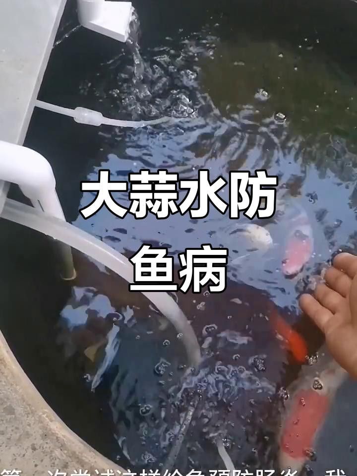 大日玉鯖魚的特定疾病與治療方法:大蒜水輕松應對，關于大日玉鯖魚疾病的一些建議