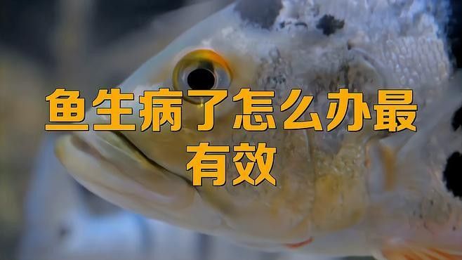 大日玉鯖魚的特定疾病與治療方法:大蒜水輕松應對，關于大日玉鯖魚疾病的一些建議