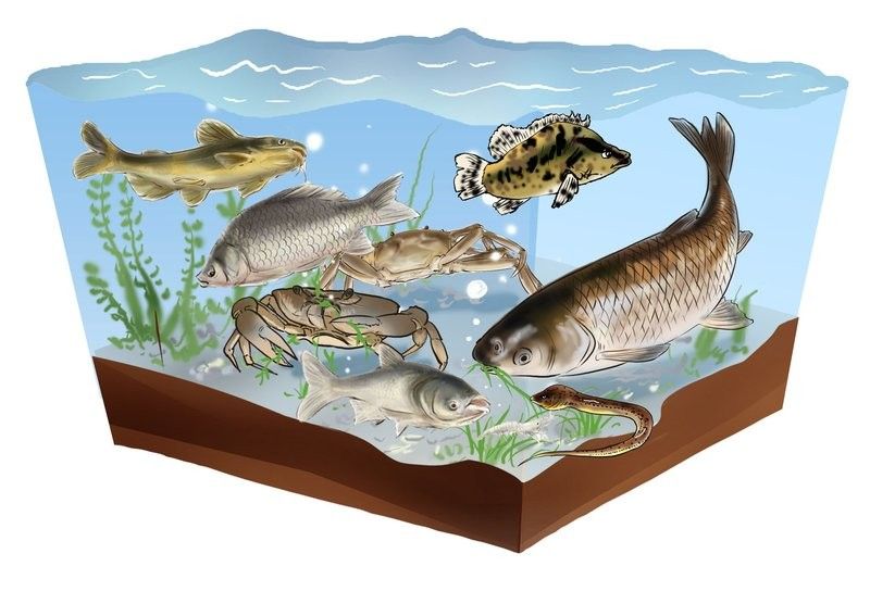 揚(yáng)州龍魚的文化、生態(tài)及實(shí)用知識，揚(yáng)州龍魚有哪些獨(dú)特的品種？