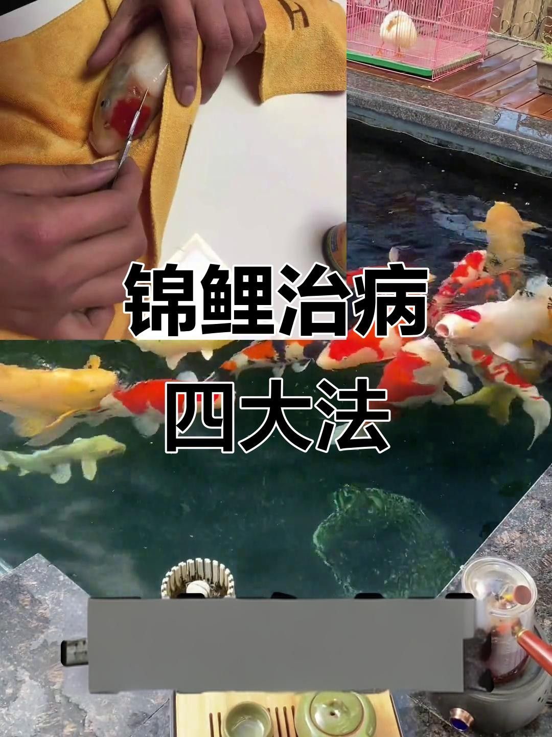 錦鯉生病癥狀與治療方法，錦鯉常見病治療方法全解析