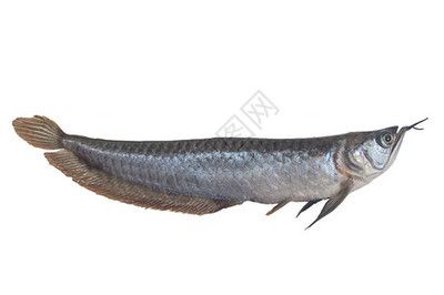 菠蘿魚能和龍魚混養(yǎng)嗎，菠蘿魚能和嗎，菠蘿魚和龍魚能和龍魚混養(yǎng)嗎
