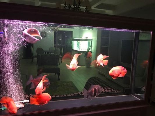 金魚的顏色有什么？金魚有哪些顏色？，金魚的顏色有什么