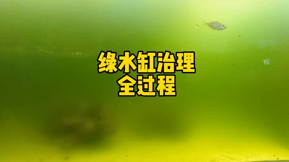 魚缸綠水如何處理嗶哩嗶哩魚缸綠水怎么辦，嗶哩嗶哩魚缸綠水怎么辦