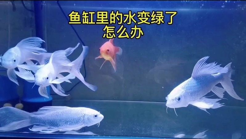 魚缸綠水如何處理嗶哩嗶哩魚缸綠水怎么辦，嗶哩嗶哩魚缸綠水怎么辦