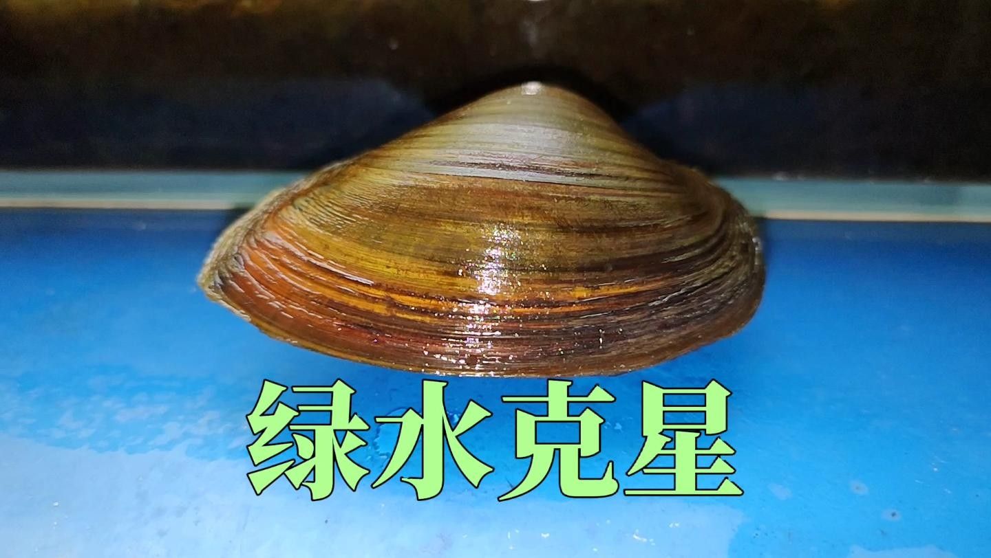 魚缸綠水如何處理嗶哩嗶哩魚缸綠水怎么辦，嗶哩嗶哩魚缸綠水怎么辦