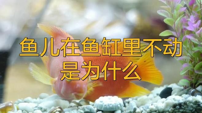 龍魚(yú)在中層不動(dòng)怎么回事嗶哩嗶哩嗶哩嗶哩嗶哩嗶哩嗶哩聽(tīng)，龍魚(yú)在中層不動(dòng)怎么辦