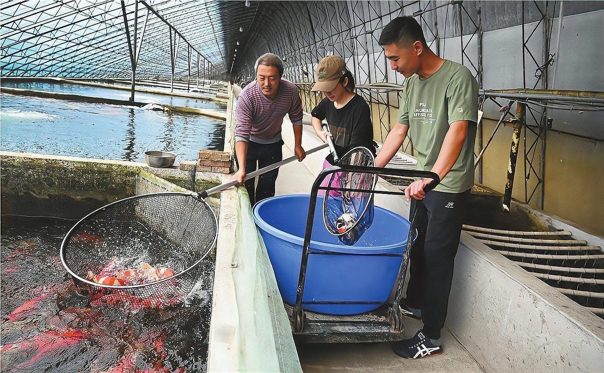 龍魚養(yǎng)殖技術(shù):從食物到水質(zhì)全攻略，遼陽龍魚養(yǎng)殖技術(shù)有哪些遼陽龍魚養(yǎng)殖技術(shù)有哪些