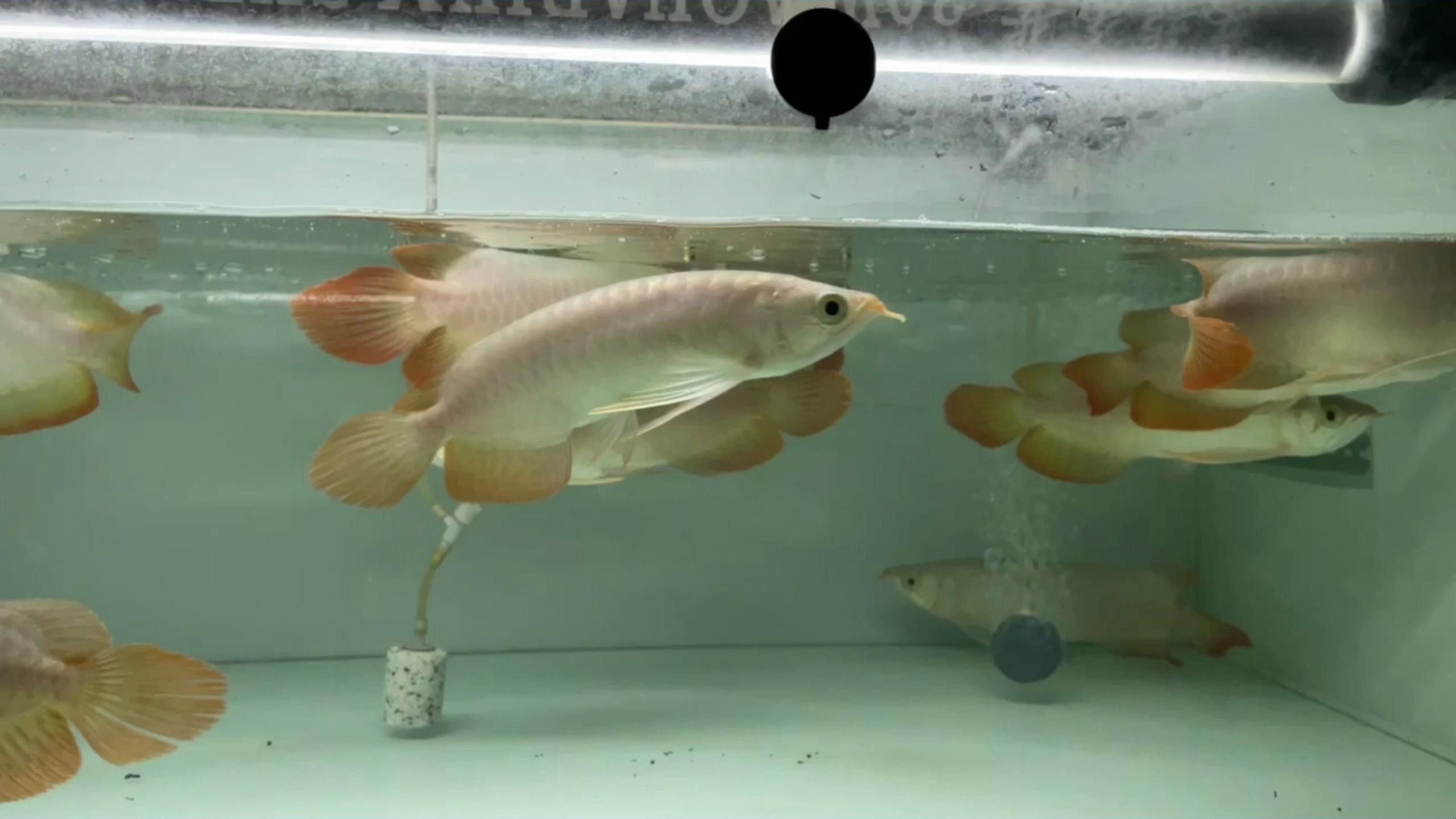 岳陽龍魚價格低于市價的龍魚帝龍說龍魚01:50揭秘低價龍魚的真相，養魚知識|為什么會有低于市價的龍魚帝龍說龍魚