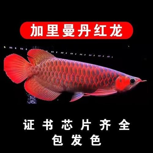 紅龍魚屬于高檔觀賞魚市場中的頂級高檔觀賞魚檔次，紅龍魚屬于什么檔次