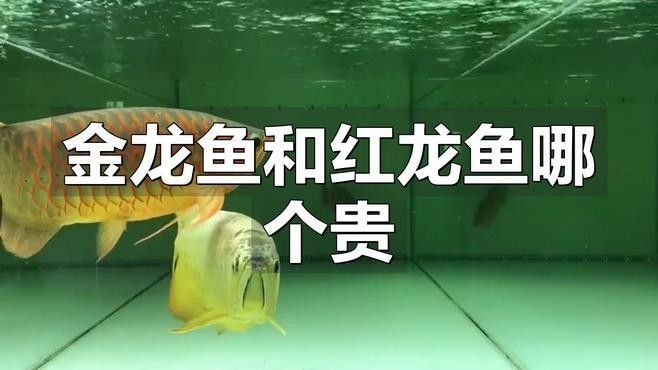 紅龍魚屬于高檔觀賞魚市場中的頂級高檔觀賞魚檔次，紅龍魚屬于什么檔次