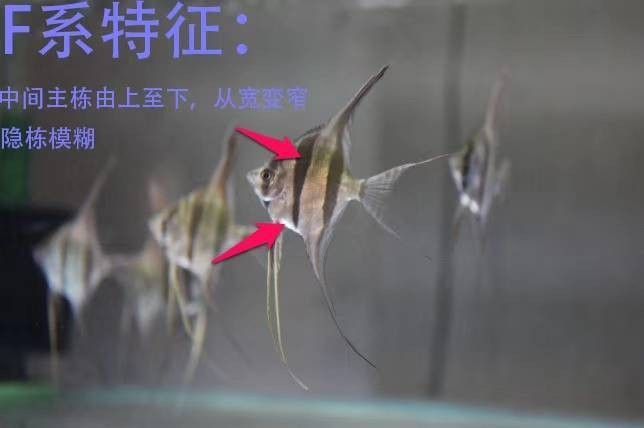 神仙魚f1與野生神仙魚的區別，如何區分人工野生埃及跟f1的區別