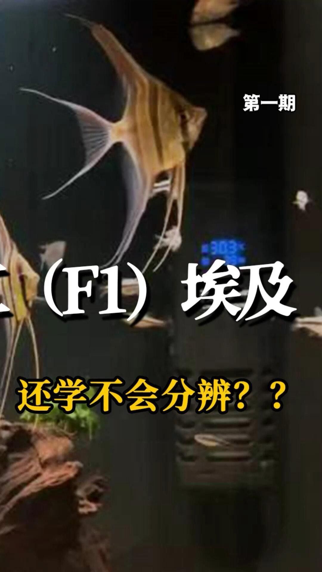神仙魚f1與野生神仙魚的區別，如何區分人工野生埃及跟f1的區別