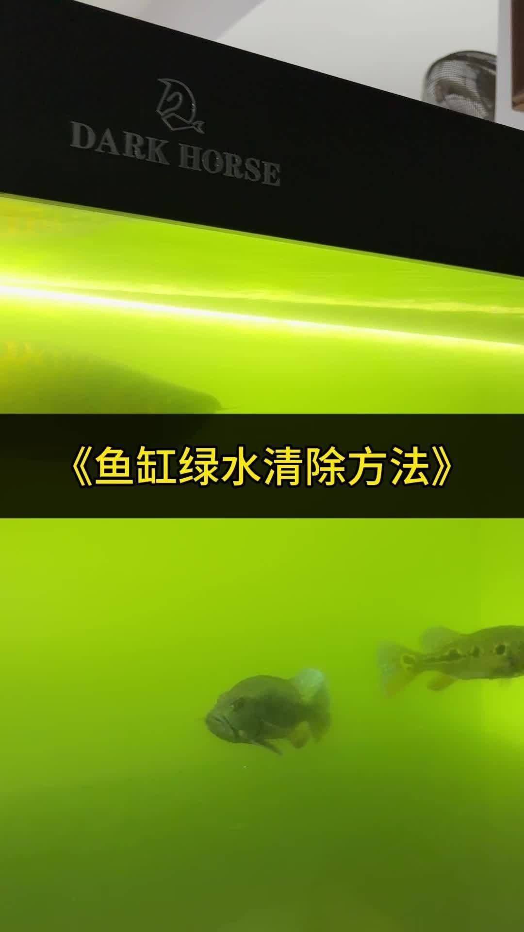 龍魚飼養(yǎng)綠水處理多久見效？，如何通過綠水處理來為龍魚創(chuàng)造一個健康、舒適的生活環(huán)境