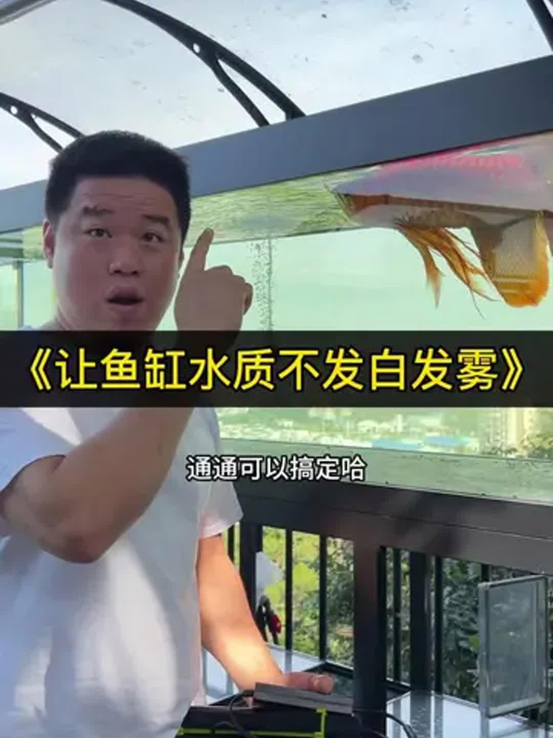 龍魚飼養(yǎng)綠水處理多久見效？，如何通過綠水處理來為龍魚創(chuàng)造一個健康、舒適的生活環(huán)境