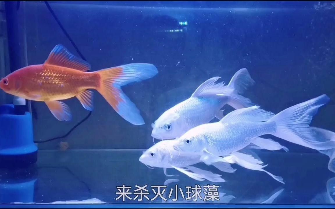 龍魚飼養(yǎng)綠水處理多久見效？，如何通過綠水處理來為龍魚創(chuàng)造一個健康、舒適的生活環(huán)境