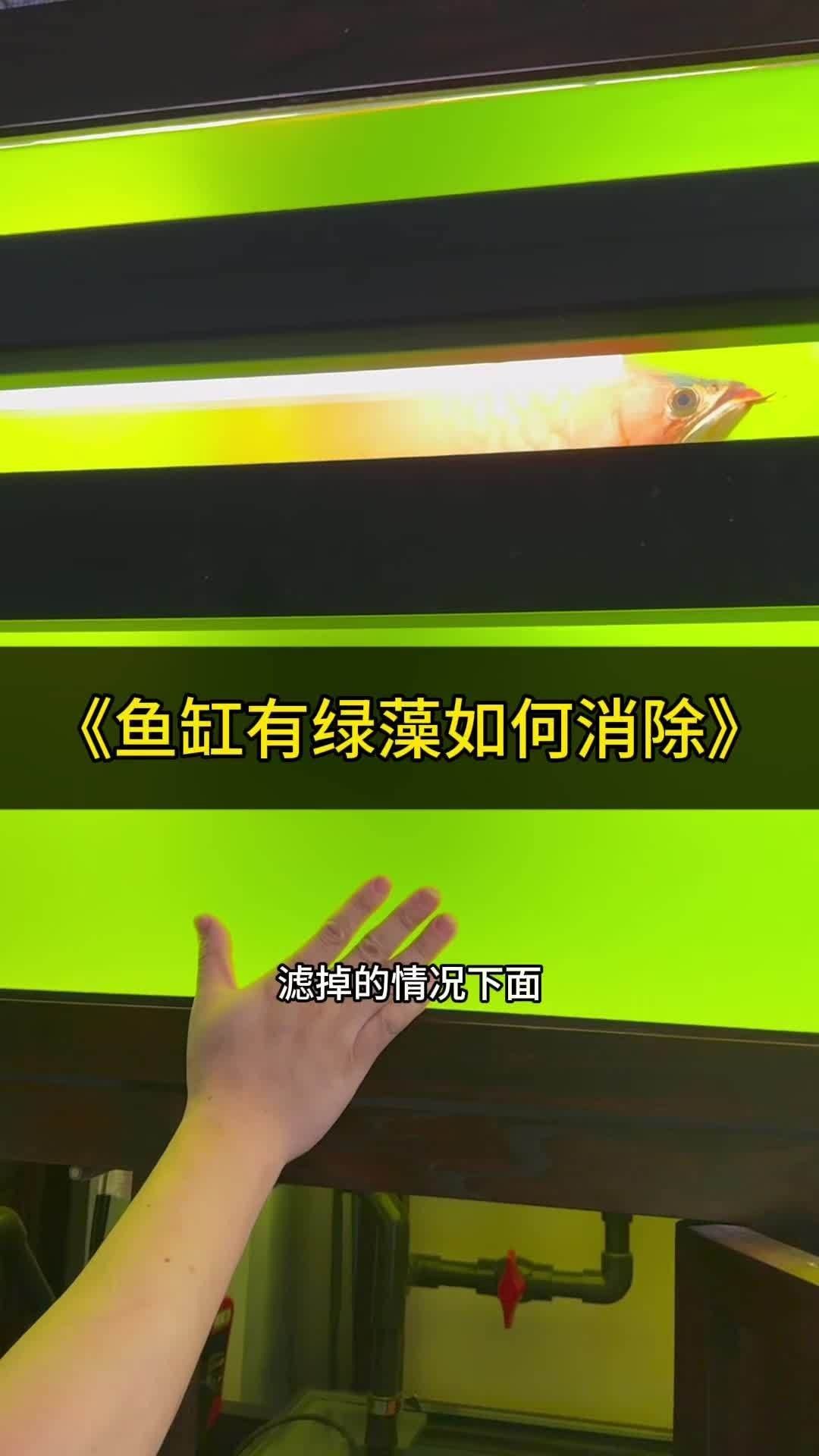 龍魚飼養(yǎng)綠水處理多久見效？，如何通過綠水處理來為龍魚創(chuàng)造一個健康、舒適的生活環(huán)境