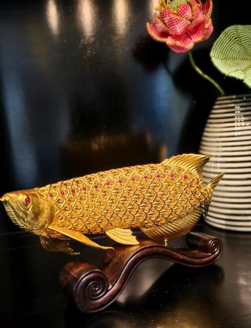 古典金龍魚圖片欣賞：阿捷嚴選的國金系列賽級古典金龍魚，古典金龍魚圖片欣賞，古典金龍魚有哪些飼養技巧？