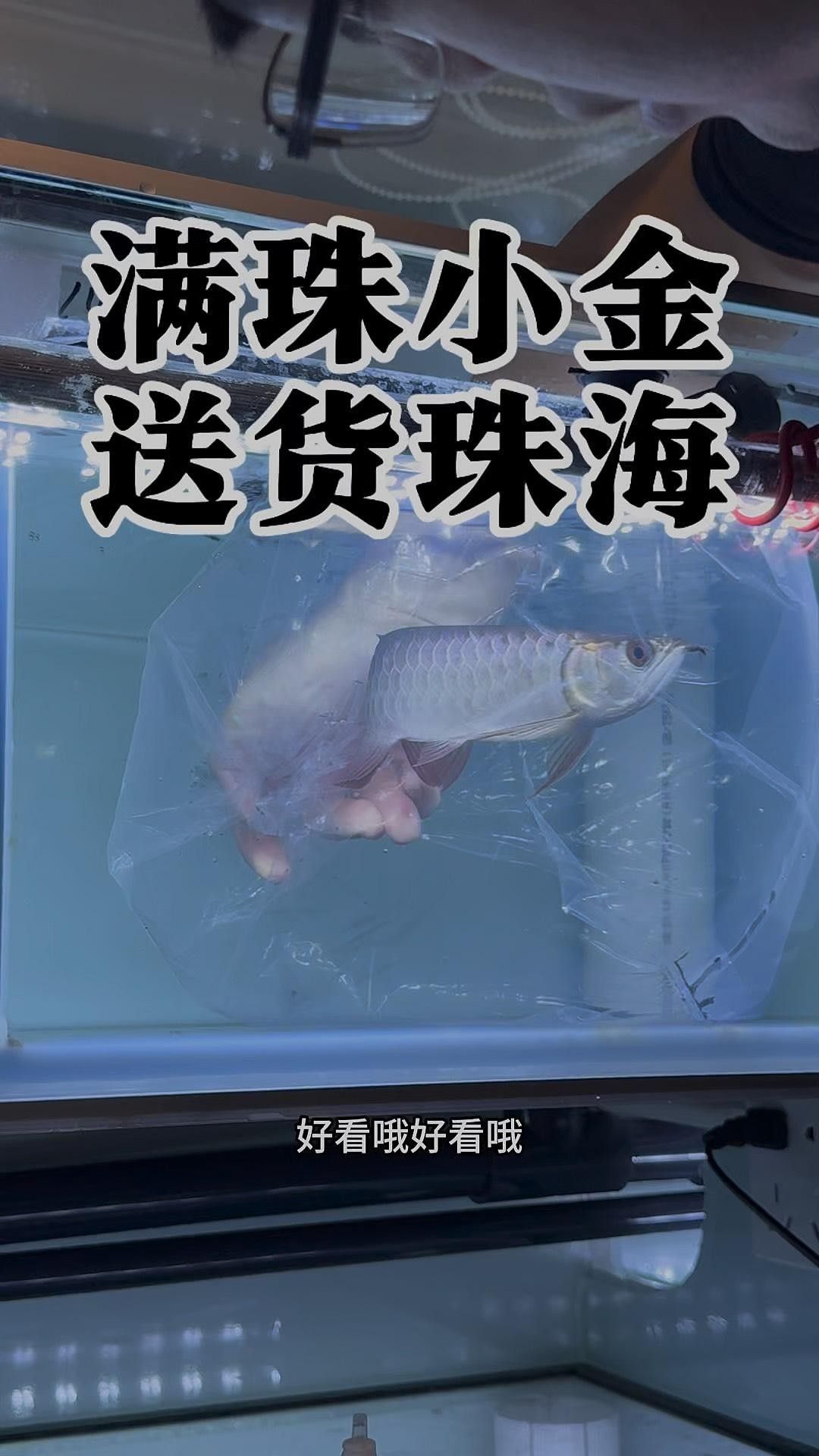 古典金龍魚圖片欣賞：阿捷嚴選的國金系列賽級古典金龍魚，古典金龍魚圖片欣賞，古典金龍魚有哪些飼養技巧？