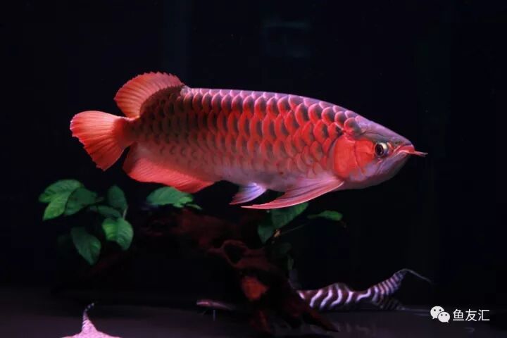 偷偷賣了8條龍魚到美國(guó)，結(jié)果被海關(guān)查獲，更倒霉的是