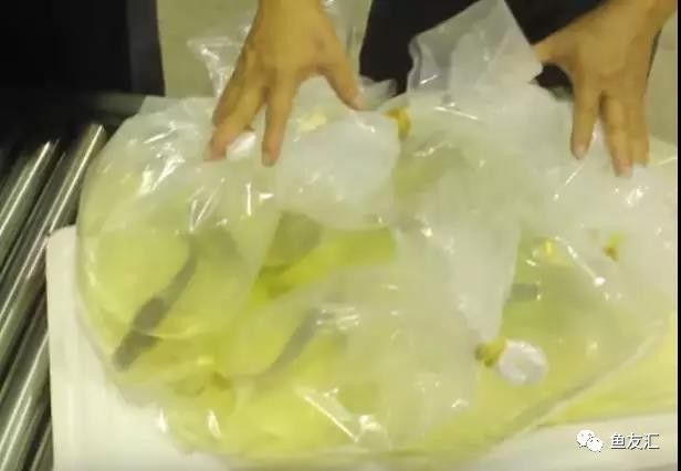 偷偷賣了8條龍魚到美國(guó)，結(jié)果被海關(guān)查獲，更倒霉的是
