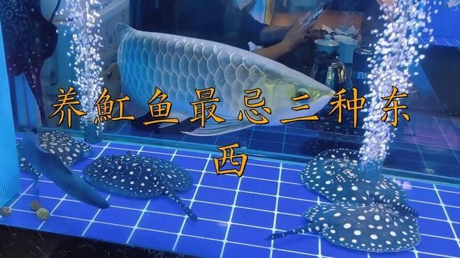 養魟魚需牢記“三不要”，養魟魚最忌三個東西