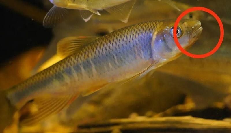 龍魚嘴角出現(xiàn)肉疙瘩是怎么回事？，龍魚嘴角出現(xiàn)肉疙瘩可能與多種因素有關(guān)，飼養(yǎng)者需了解