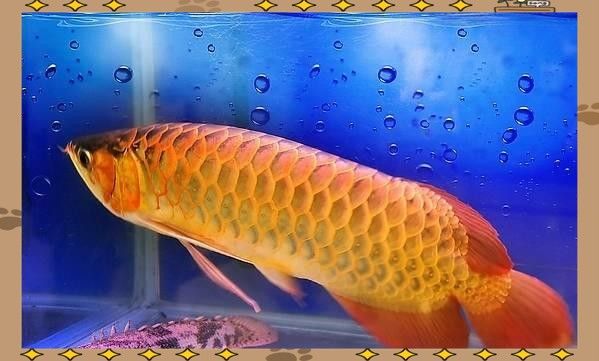 金龍魚屬于什么檔次，華安金龍魚屬于什么檔次