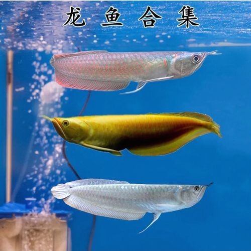 鄂溫克龍魚的檔次通常由其品種、品相、稀有度共同決定，一條魚能抵一套房，網友熱議紹興網聽，鄂溫克龍魚的價格是多少？