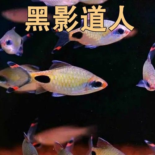 關于“藍線黑影道人”的相關內容，“藍線黑影道人圖片”不足以生成一段摘要，為了提供準確的摘要