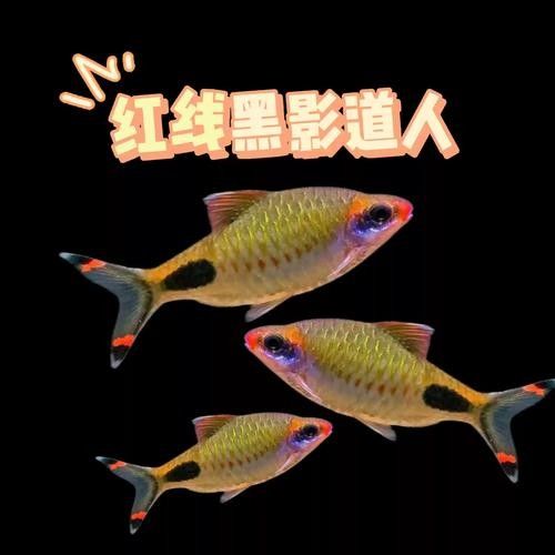關于“藍線黑影道人”的相關內容，“藍線黑影道人圖片”不足以生成一段摘要，為了提供準確的摘要