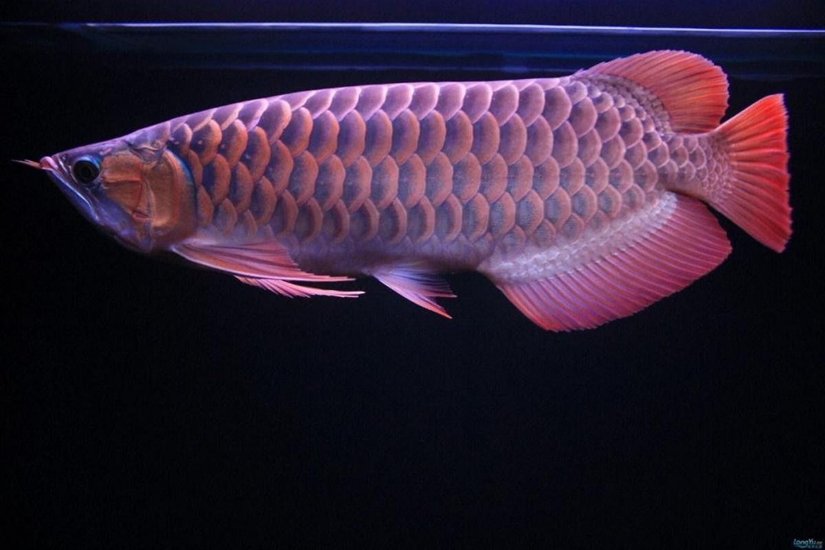 高力板金龍魚(yú)的飼養(yǎng)方法，高力板金龍魚(yú)養(yǎng)殖技術(shù)、市場(chǎng)前景以及面臨的挑戰(zhàn)，高力板金龍魚(yú)