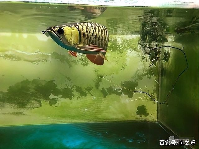 高力板金龍魚(yú)的飼養(yǎng)方法，高力板金龍魚(yú)養(yǎng)殖技術(shù)、市場(chǎng)前景以及面臨的挑戰(zhàn)，高力板金龍魚(yú)