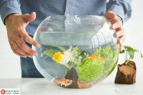 龍魚芯片真偽查詢及如何查詢龍魚芯片真偽查詢及如何查詢，如何查詢龍魚芯片真偽