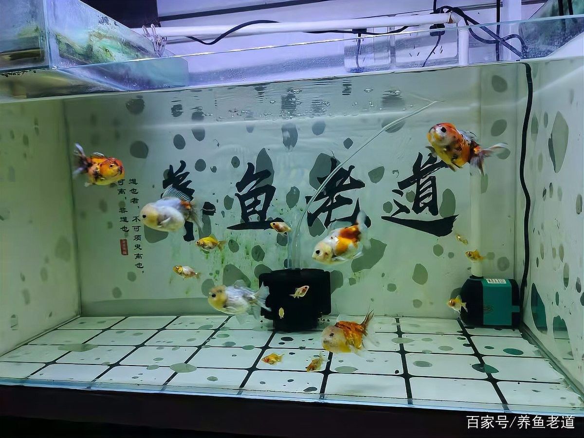 鄉寧龍魚是雜牌子嗎？，“鄉寧龍魚”屬于雜牌子的討論涉及多個方面，需要明確定義