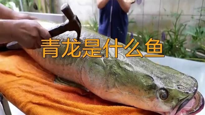 青龍魚的成長過程，青龍魚是什么魚同城薯-生活指南