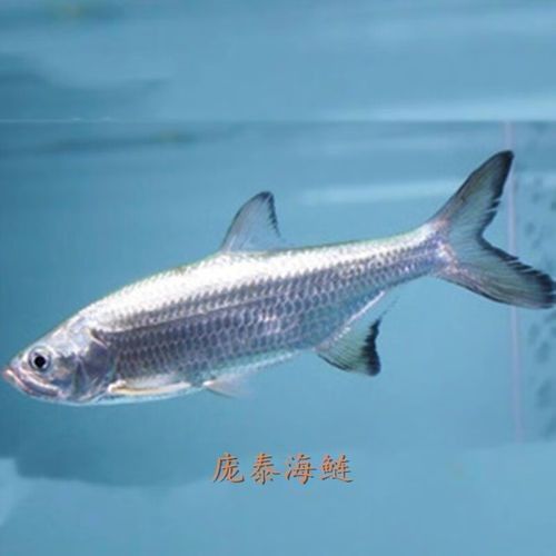 泰龐海鰱魚的市場價格范圍是多少泰龐海鰱魚的飼養難度如何，泰龐海鰱魚是否為名牌的重要依據，泰龐海鰱魚是否為名牌的重要因素