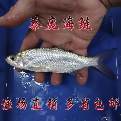 泰龐海鰱魚的市場價格范圍是多少泰龐海鰱魚的飼養難度如何，泰龐海鰱魚是否為名牌的重要依據，泰龐海鰱魚是否為名牌的重要因素