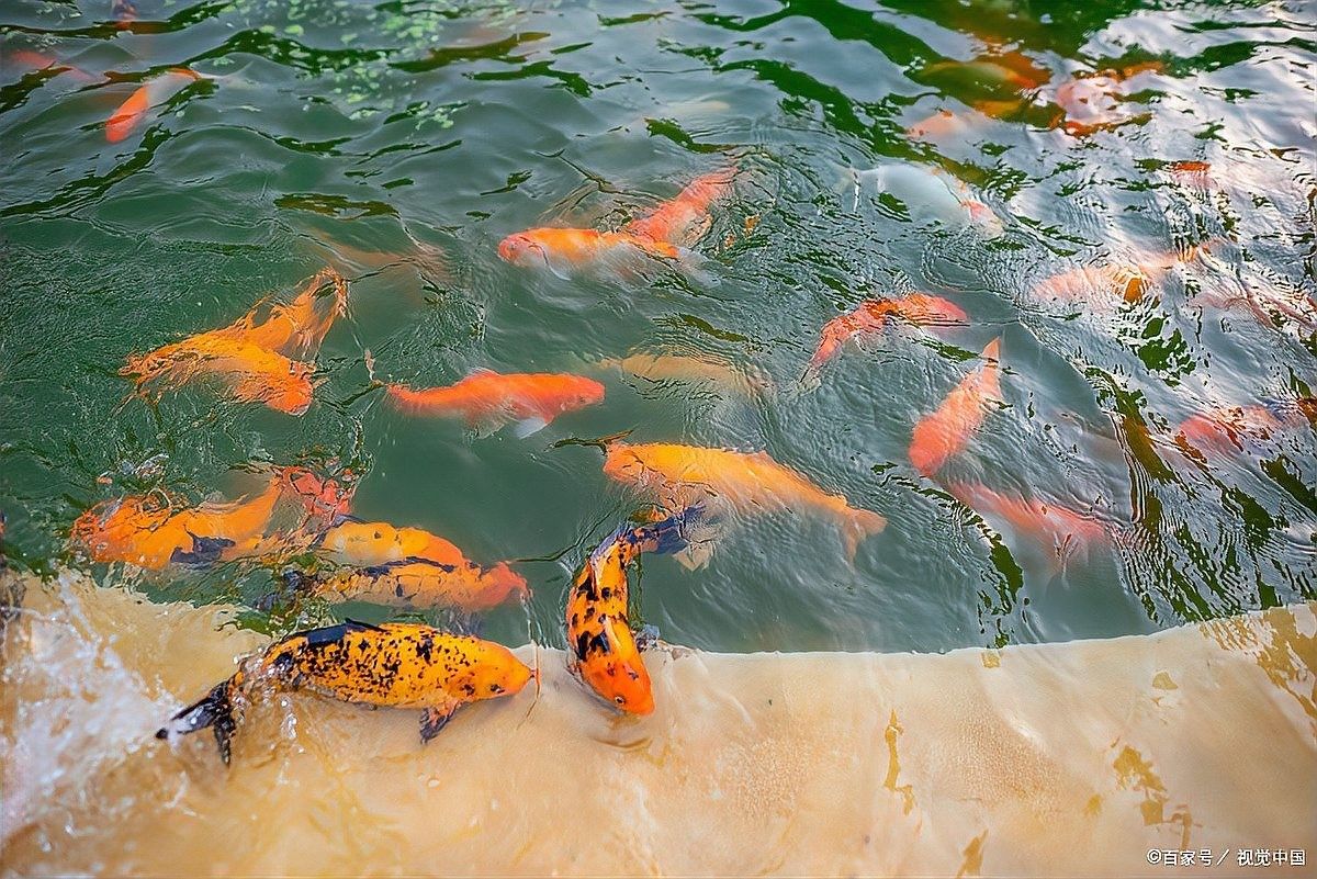 魚缸換水后死亡的原因及解決方案，047魚換水后死亡的現象可能由多種因素導致魟魚死亡