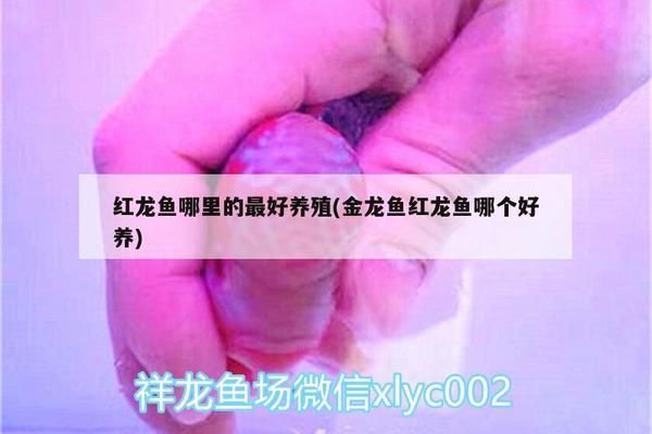 魚缸選擇哪里好，哪里有名的魚缸？