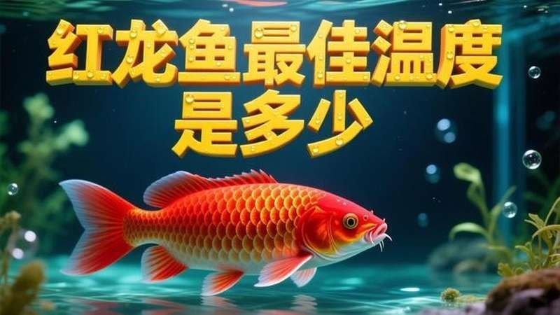 紅龍魚（太谷紅龍魚）的飼養要點和品種介紹，太谷紅龍魚的飼養要點