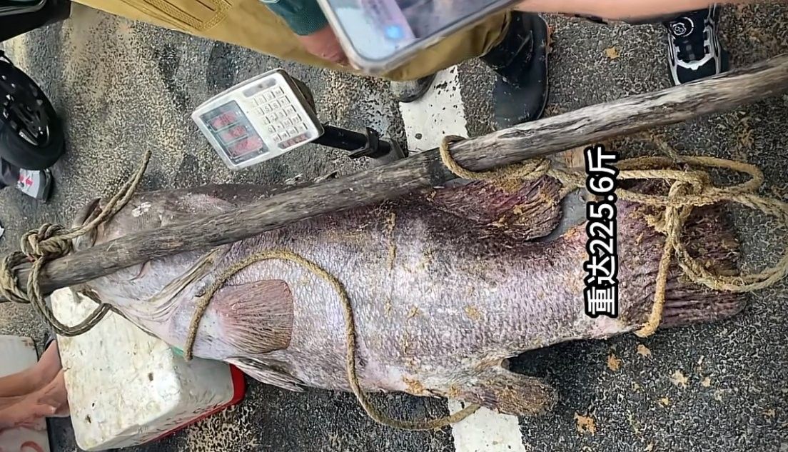 北海龍頂魚多少錢一斤未來大崔2a比豬還大的魚還大，北海龍頂魚多少錢一斤