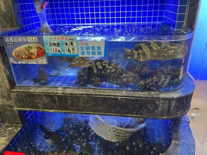 北海龍頂魚多少錢一斤未來大崔2a比豬還大的魚還大，北海龍頂魚多少錢一斤
