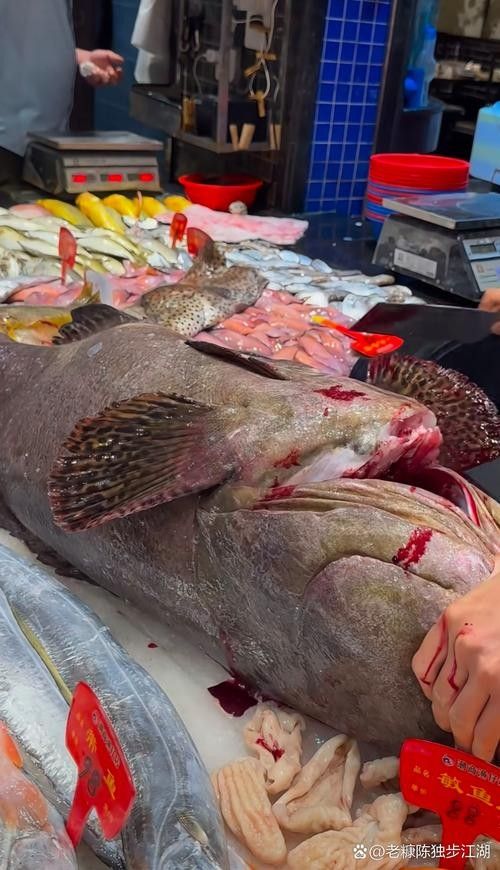 北海龍頂魚多少錢一斤未來大崔2a比豬還大的魚還大，北海龍頂魚多少錢一斤