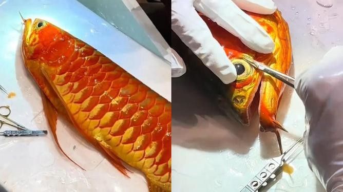 萬盛龍魚飼養需要注意什么，，萬盛龍魚的價格是多少？