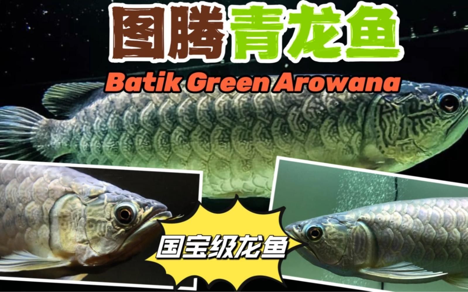 萬盛龍魚飼養需要注意什么，，萬盛龍魚的價格是多少？
