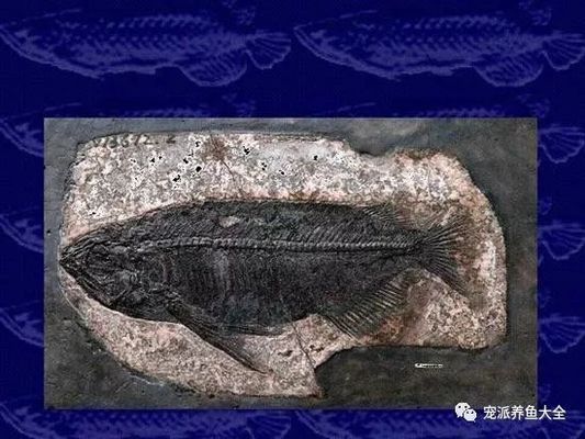 龍魚的繁殖方式，關(guān)于龍魚的介紹