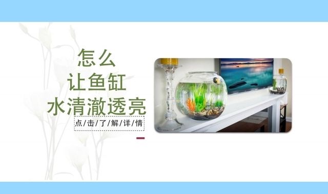 龍魚呼吸急促有點浮頭怎么回事？原因和解決方法詳解！，龍魚呼吸急促和浮頭的原因和解決方法和解決方法詳解