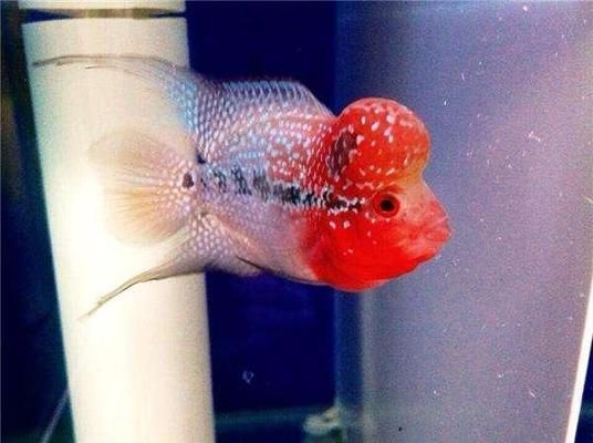六角恐龍魚的飼養方法，六角恐龍魚怎么養殖